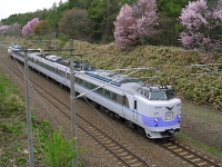 L特急ライラックと鉄道林に咲く桜（函館本線 大麻～野幌）